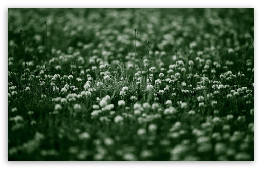 White Clover Flowers HD wallpaper for Wide 16:10 Widescreen WHXGA WQXGA WUXGA WXGA ;