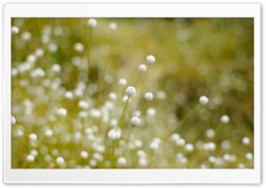 White Confetti HD Wide Wallpaper for Widescreen
