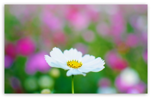 White Cosmos HD wallpaper for Wide 16:10 Widescreen WHXGA WQXGA WUXGA WXGA ;