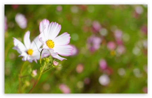 White Cosmos Flower With Pink Edges HD wallpaper for Wide 16:10 Widescreen WHXGA WQXGA WUXGA WXGA ;