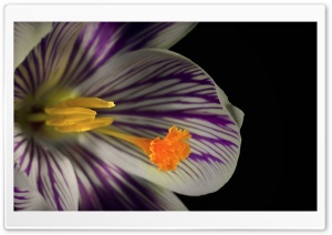 White Crocus Flower HD Wide Wallpaper for Widescreen