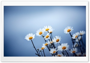 White Daisies Flowers HD Wide Wallpaper for Widescreen