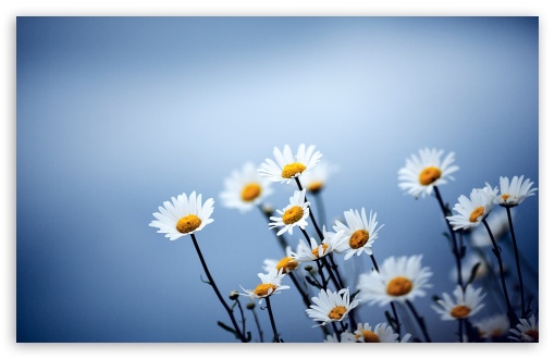 White Daisies Flowers HD wallpaper for Wide 16:10 Widescreen WHXGA WQXGA WUXGA WXGA ;