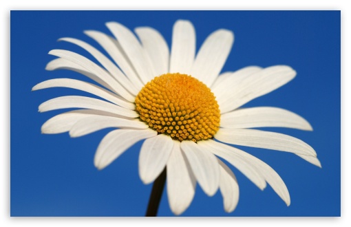 White Daisy Against A Blue Sky HD wallpaper for Wide 16:10 Widescreen WHXGA WQXGA WUXGA WXGA ;