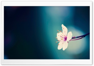 White Flower HD Wide Wallpaper for Widescreen