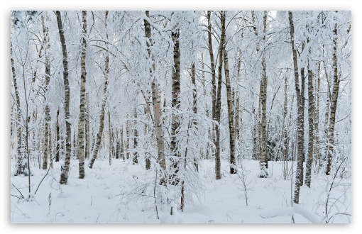 White Forest wallpaper for Wide 16:10 Widescreen WHXGA WQXGA WUXGA WXGA ;