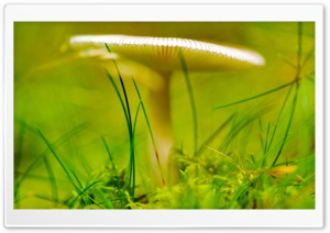White Forest Mushroom HD Wide Wallpaper for Widescreen
