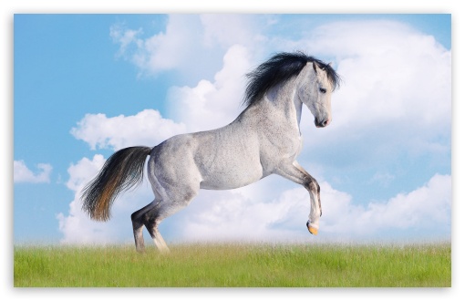 horse desktop wallpaper. 3 White Horse wallpaper for