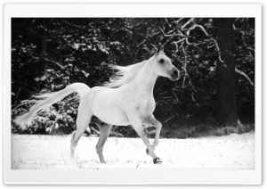 White Horse Running In Snow wallpaper