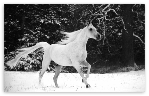 White Horse Running In Snow HD wallpaper for Wide 16:10 Widescreen WHXGA WQXGA WUXGA WXGA ;