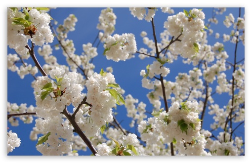1 White Japanese Cherry Blossom HD wallpaper for Wide 1610 Widescreen WHXGA