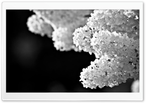 White Lilac Black And White HD Wide Wallpaper for Widescreen