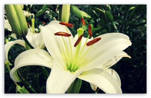 White Lily HD wallpaper for Wide 16:10 Widescreen WHXGA WQXGA WUXGA WXGA ;