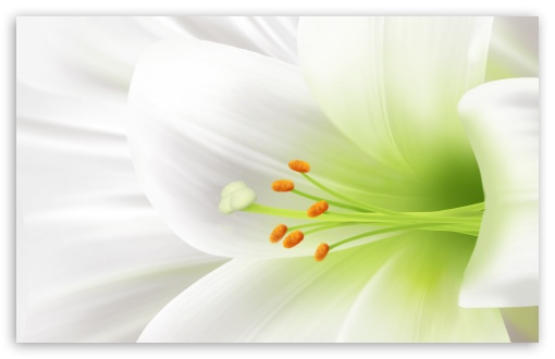 White Lily, Easter Flower HD wallpaper for Standard 4:3 5:4 Fullscreen UXGA XGA SVGA QSXGA SXGA ; Wide 16:10 5:3 Widescreen WHXGA WQXGA WUXGA WXGA WGA ; HD 16:9 High Definition WQHD QWXGA 1080p 900p 720p QHD nHD ; Other 3:2 DVGA HVGA HQVGA devices ( Apple PowerBook G4 iPhone 4 3G 3GS iPod Touch ) ; Mobile VGA WVGA iPhone iPad PSP Phone - VGA QVGA Smartphone ( PocketPC GPS iPod Zune BlackBerry HTC Samsung LG Nokia Eten Asus ) WVGA WQVGA Smartphone ( HTC Samsung Sony Ericsson LG Vertu MIO ) HVGA Smartphone ( Apple iPhone iPod BlackBerry HTC Samsung Nokia ) Sony PSP Zune HD Zen ; Tablet 2 ;