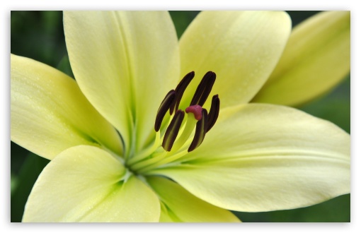 White Lily Macro HD wallpaper for Standard 4:3 5:4 Fullscreen UXGA XGA SVGA QSXGA SXGA ; Wide 16:10 5:3 Widescreen WHXGA WQXGA WUXGA WXGA WGA ; HD 16:9 High Definition WQHD QWXGA 1080p 900p 720p QHD nHD ; Other 3:2 DVGA HVGA HQVGA devices ( Apple PowerBook G4 iPhone 4 3G 3GS iPod Touch ) ; Mobile VGA WVGA iPhone iPad PSP Phone - VGA QVGA Smartphone ( PocketPC GPS iPod Zune BlackBerry HTC Samsung LG Nokia Eten Asus ) WVGA WQVGA Smartphone ( HTC Samsung Sony Ericsson LG Vertu MIO ) HVGA Smartphone ( Apple iPhone iPod BlackBerry HTC Samsung Nokia ) Sony PSP Zune HD Zen ; Tablet 2 Android ;