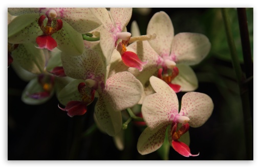 White Orchids HD wallpaper for Wide 16:10 Widescreen WHXGA WQXGA WUXGA WXGA ;