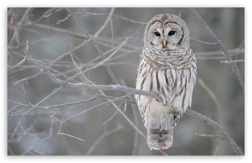 White Owl HD wallpaper for Standard 4:3 5:4 Fullscreen UXGA XGA SVGA QSXGA SXGA ; Wide 16:10 5:3 Widescreen WHXGA WQXGA WUXGA WXGA WGA ; HD 16:9 High Definition WQHD QWXGA 1080p 900p 720p QHD nHD ; Other 3:2 DVGA HVGA HQVGA devices ( Apple PowerBook G4 iPhone 4 3G 3GS iPod Touch ) ; Mobile VGA WVGA iPhone iPad PSP Phone - VGA QVGA Smartphone ( PocketPC GPS iPod Zune BlackBerry HTC Samsung LG Nokia Eten Asus ) WVGA WQVGA Smartphone ( HTC Samsung Sony Ericsson LG Vertu MIO ) HVGA Smartphone ( Apple iPhone iPod BlackBerry HTC Samsung Nokia ) Sony PSP Zune HD Zen ; Tablet 2 Android ;