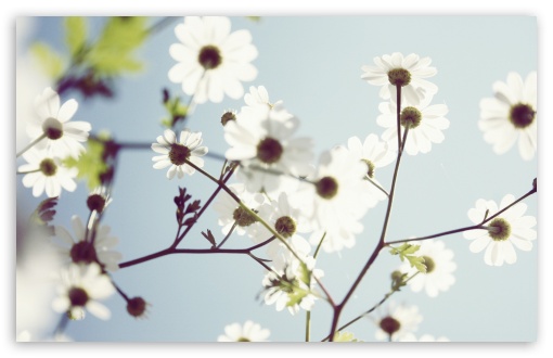White Summer Flowers HD wallpaper for Wide 16:10 Widescreen WHXGA WQXGA WUXGA WXGA ;