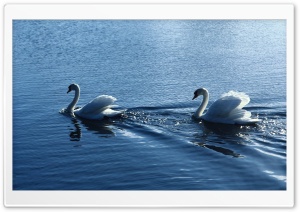 White Swans HD Wide Wallpaper for Widescreen