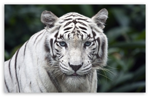 MegaPost de Imagenes HD 1366x768 MegaPost de Imagenes HD 1366x768