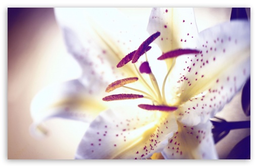 White Tiger Lily wallpaper for Wide 16:10 Widescreen WHXGA WQXGA WUXGA WXGA ;