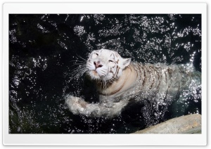 White Tiger Swimming HD Wide Wallpaper for Widescreen