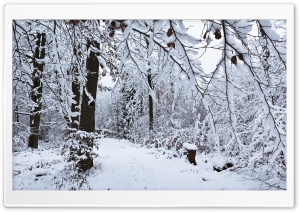 White Trees HD Wide Wallpaper for Widescreen