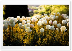 White Tulips HD Wide Wallpaper for Widescreen
