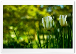 White Tulips In Spring HD Wide Wallpaper for Widescreen