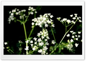 White Wildflowers Photography HD Wide Wallpaper for Widescreen