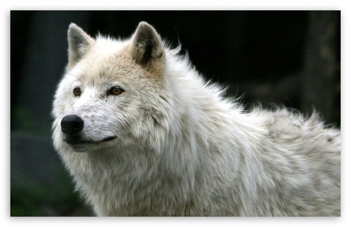 wolf desktop wallpaper. 1 White Wolf wallpaper for