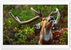Wild Animal HD Wide Wallpaper for Widescreen