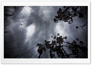 Wild Geese HD Wide Wallpaper for Widescreen