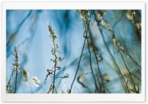 Wild Grass Background HD Wide Wallpaper for Widescreen