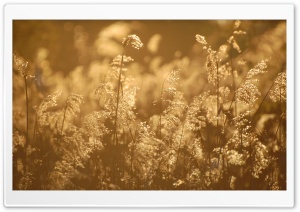 Wild Grass, Summer HD Wide Wallpaper for Widescreen