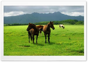 Wild  Horses wallpaper