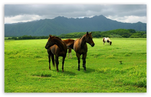 Wild  Horses HD wallpaper for Wide 16:10 Widescreen WHXGA WQXGA WUXGA WXGA ;