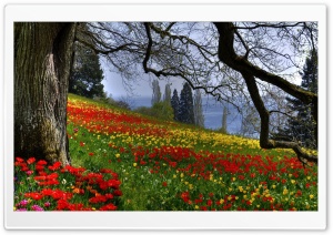 Wild Tulips HD Wide Wallpaper for Widescreen