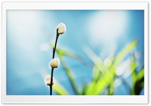 Willow Buds HD Wide Wallpaper for Widescreen