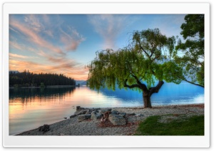 Willow In The Park, Queenstown, New Zealand HD Wide Wallpaper for Widescreen
