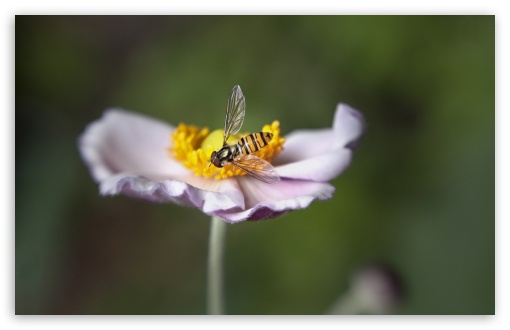 Winging It wallpaper for Wide 16:10 Widescreen WHXGA WQXGA WUXGA WXGA ;