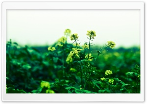 Winter Rapeseed HD Wide Wallpaper for Widescreen