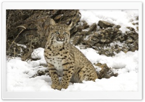 Winter Snow Bobcat HD Wide Wallpaper for Widescreen
