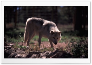 Wolf by Dave Johnson HD Wide Wallpaper for Widescreen