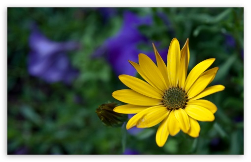 Yellow and Alone wallpaper for Wide 16:10 Widescreen WHXGA WQXGA WUXGA WXGA ;