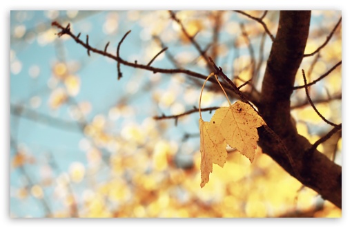 Yellow Autumn wallpaper for Wide 16:10 Widescreen WHXGA WQXGA WUXGA WXGA ;