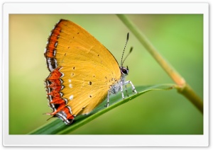 Yellow Butterfly HD Wide Wallpaper for Widescreen