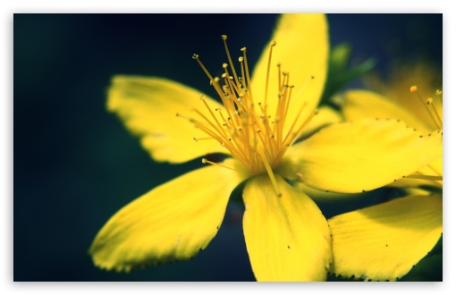 Yellow  Flower HD wallpaper for Standard 4:3 5:4 Fullscreen UXGA XGA SVGA QSXGA SXGA ; Wide 16:10 5:3 Widescreen WHXGA WQXGA WUXGA WXGA WGA ; HD 16:9 High Definition WQHD QWXGA 1080p 900p 720p QHD nHD ; Other 3:2 DVGA HVGA HQVGA devices ( Apple PowerBook G4 iPhone 4 3G 3GS iPod Touch ) ; Mobile VGA WVGA iPhone iPad PSP Phone - VGA QVGA Smartphone ( PocketPC GPS iPod Zune BlackBerry HTC Samsung LG Nokia Eten Asus ) WVGA WQVGA Smartphone ( HTC Samsung Sony Ericsson LG Vertu MIO ) HVGA Smartphone ( Apple iPhone iPod BlackBerry HTC Samsung Nokia ) Sony PSP Zune HD Zen ;