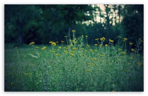 Yellow Flowers, Dusk wallpaper for Wide 16:10 Widescreen WHXGA WQXGA WUXGA WXGA ;