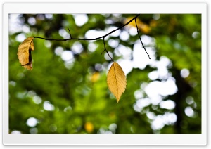 Yellow Hang 2 of 2 HD Wide Wallpaper for Widescreen